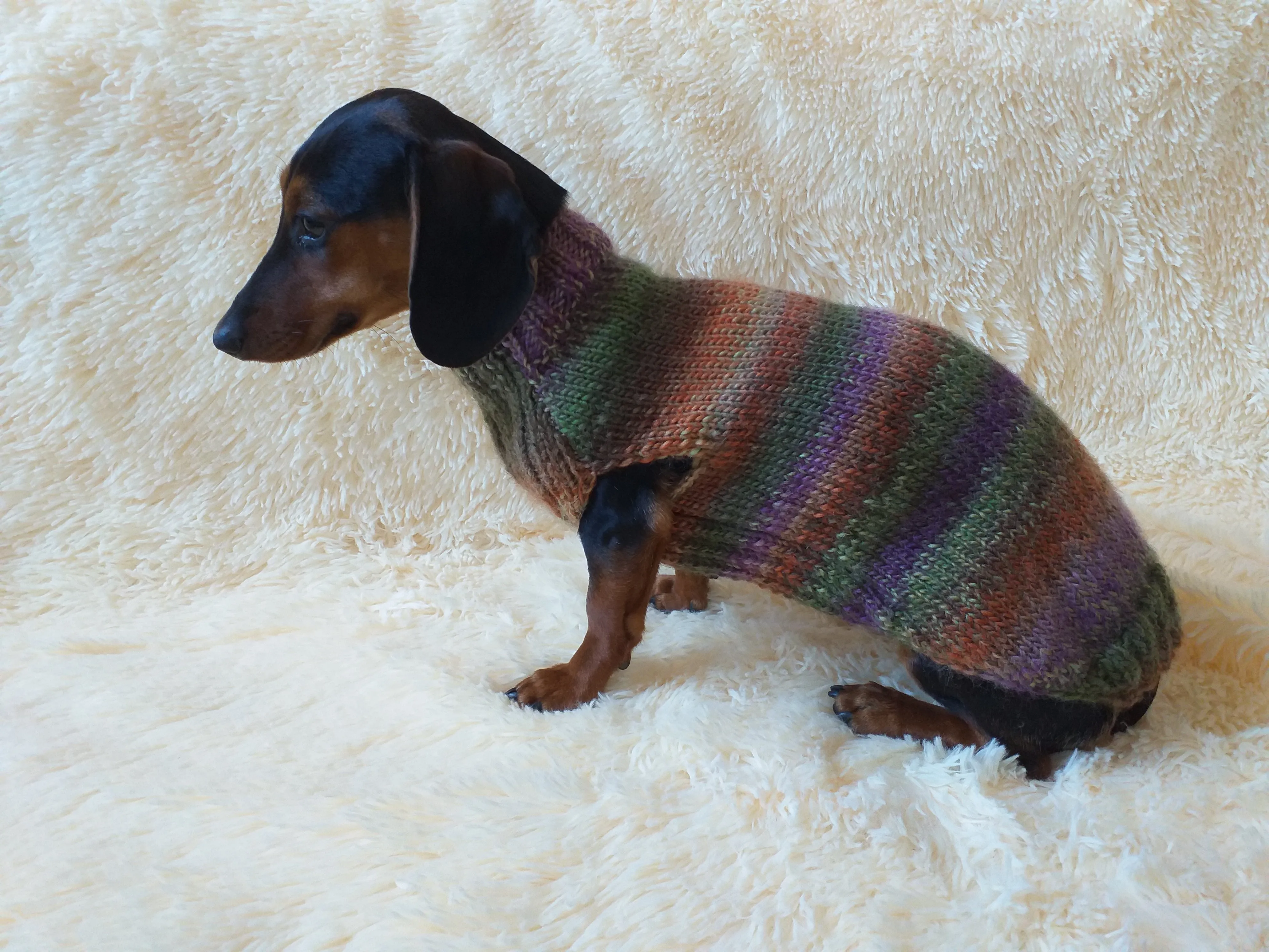 Warm coat for wiener dog, Miniature Dachshund Knitted Jumper, Dachshund clothes knitted sweater, wool sweater for dachshund or small dog