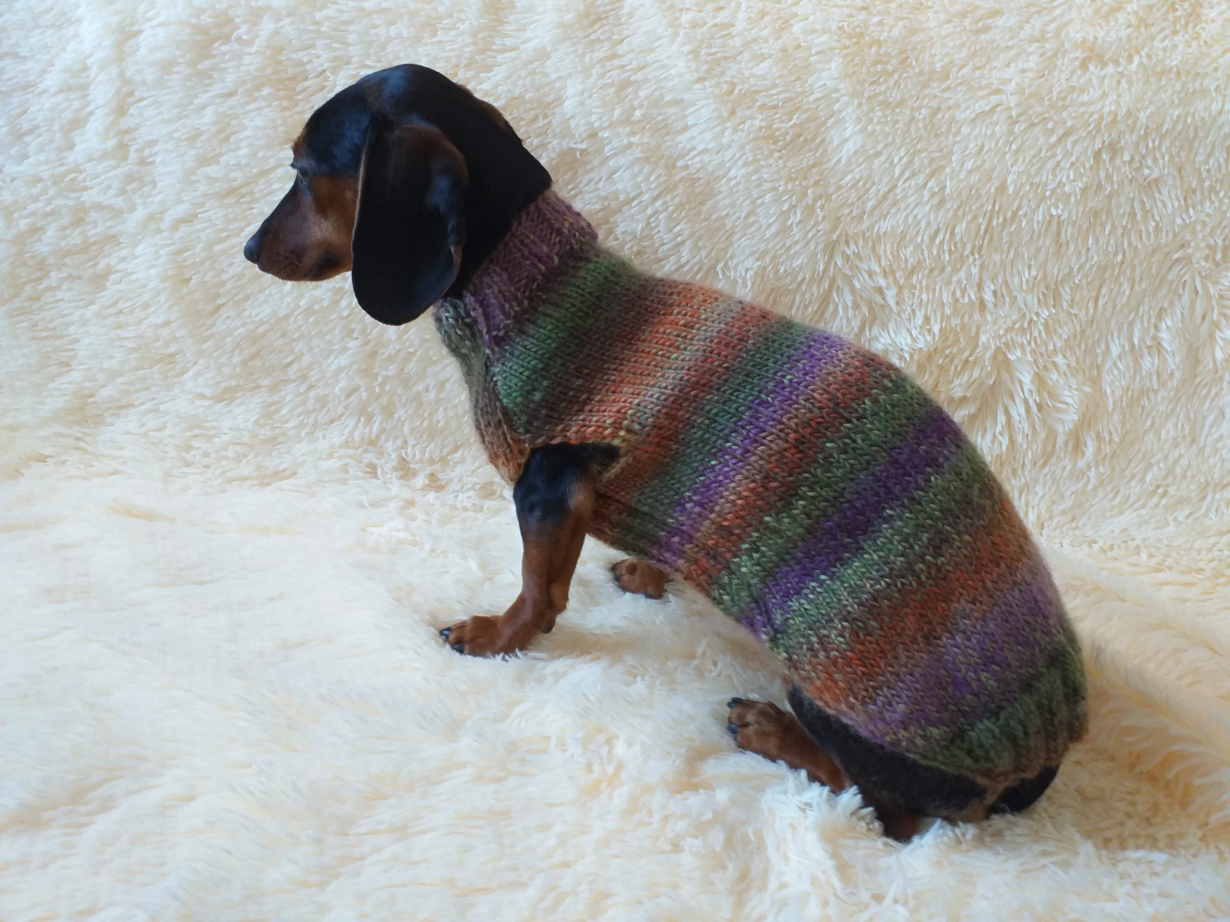 Warm coat for wiener dog, Miniature Dachshund Knitted Jumper, Dachshund clothes knitted sweater, wool sweater for dachshund or small dog