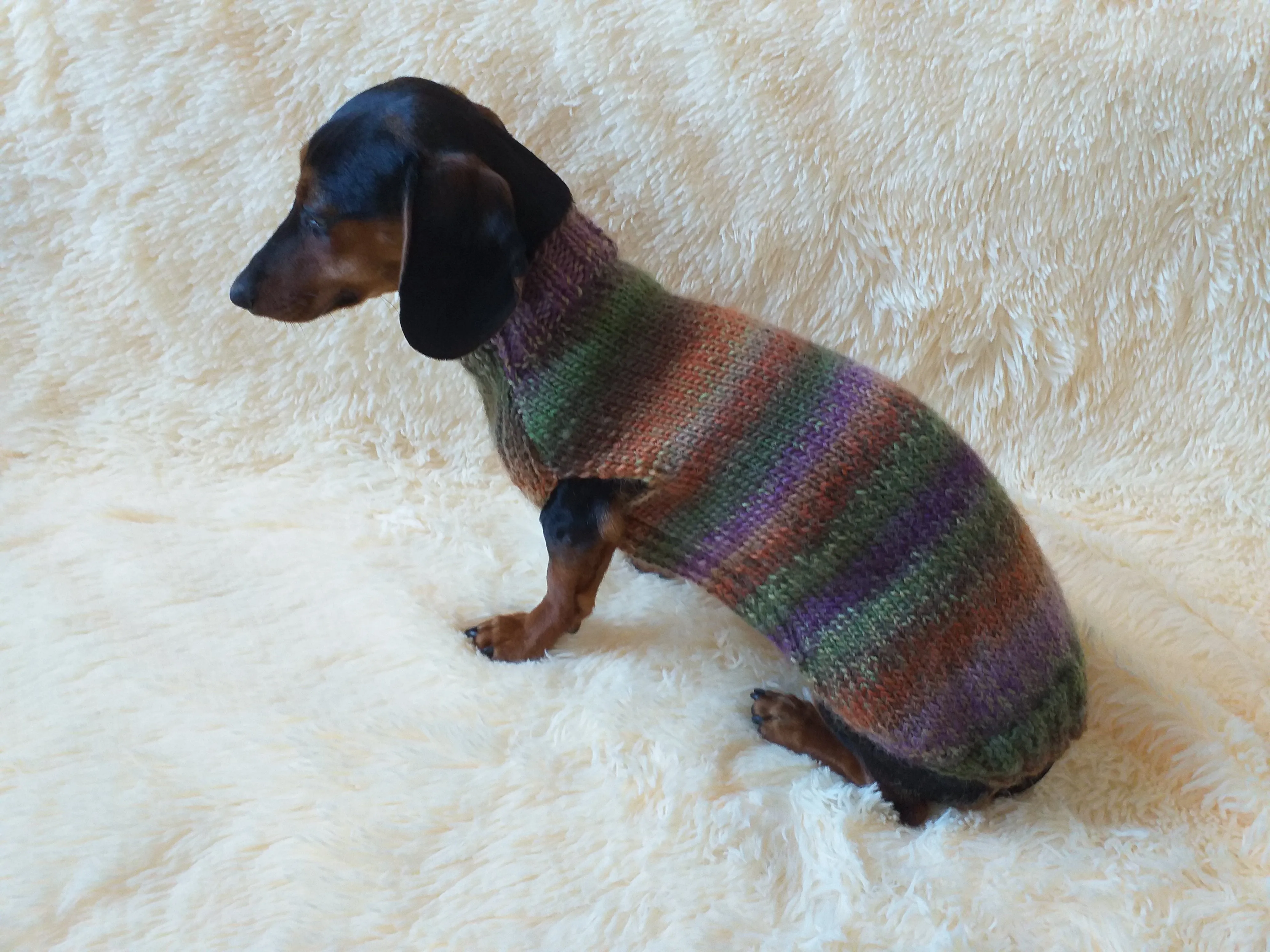 Warm coat for wiener dog, Miniature Dachshund Knitted Jumper, Dachshund clothes knitted sweater, wool sweater for dachshund or small dog