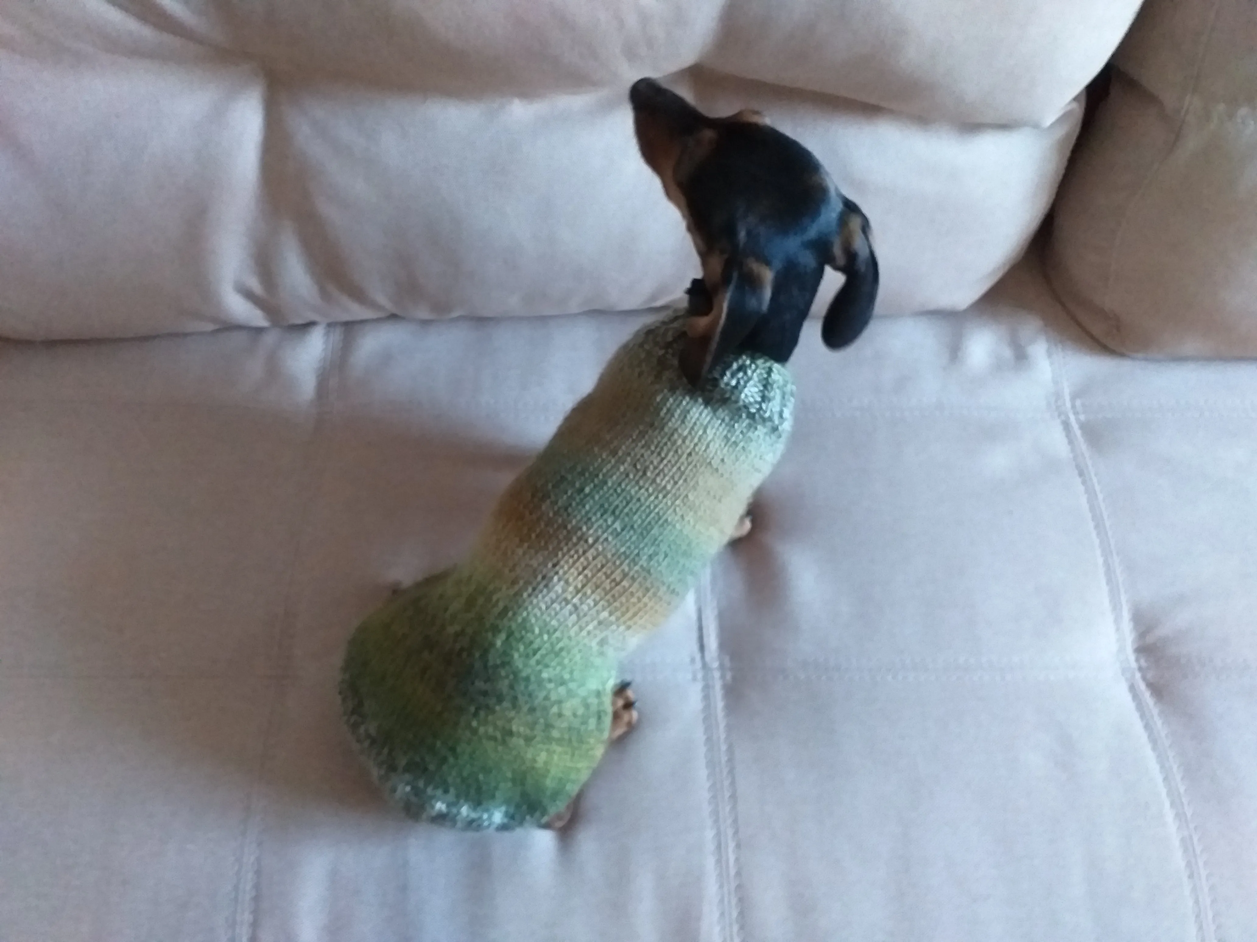 Warm coat for wiener dog, Miniature Dachshund Knitted Jumper, Dachshund clothes knitted sweater, wool sweater for dachshund or small dog