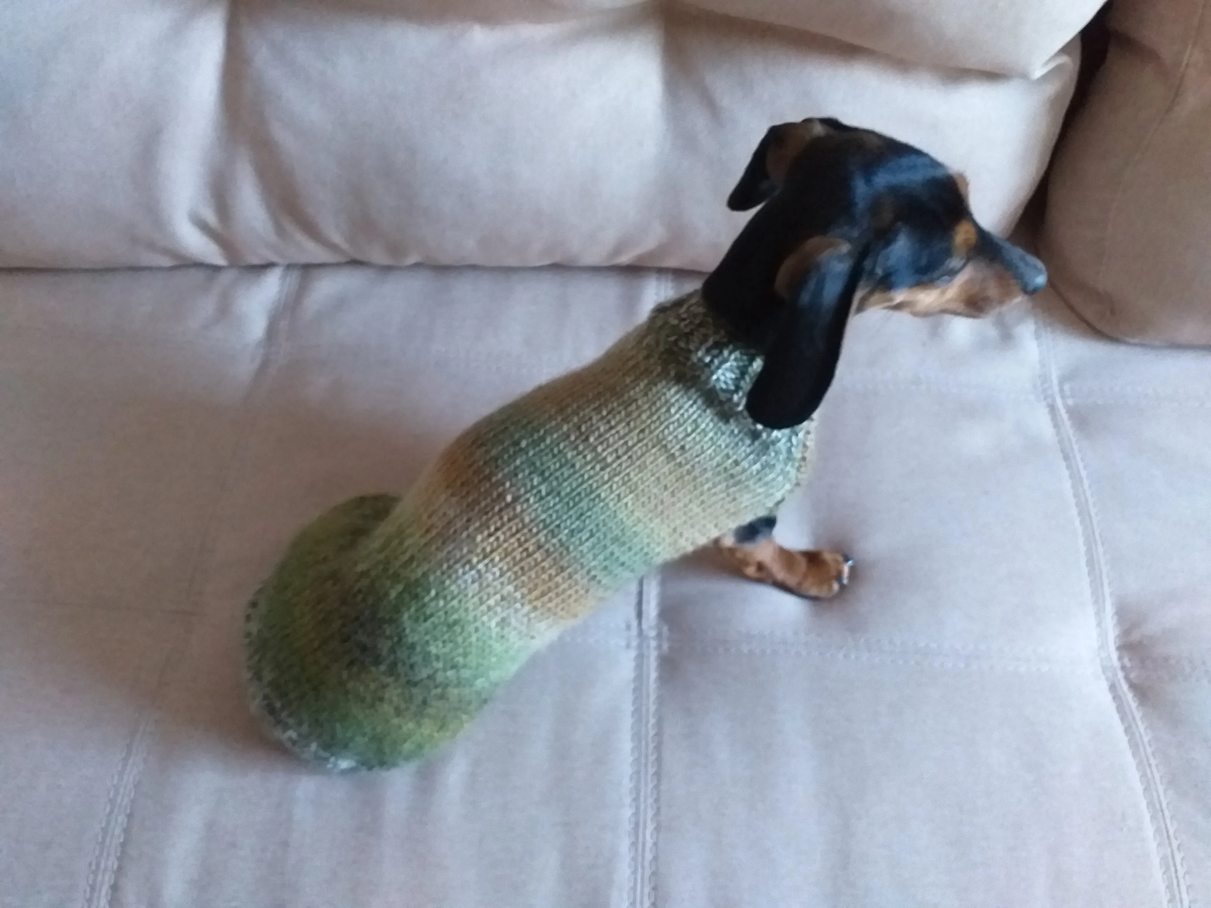 Warm coat for wiener dog, Miniature Dachshund Knitted Jumper, Dachshund clothes knitted sweater, wool sweater for dachshund or small dog