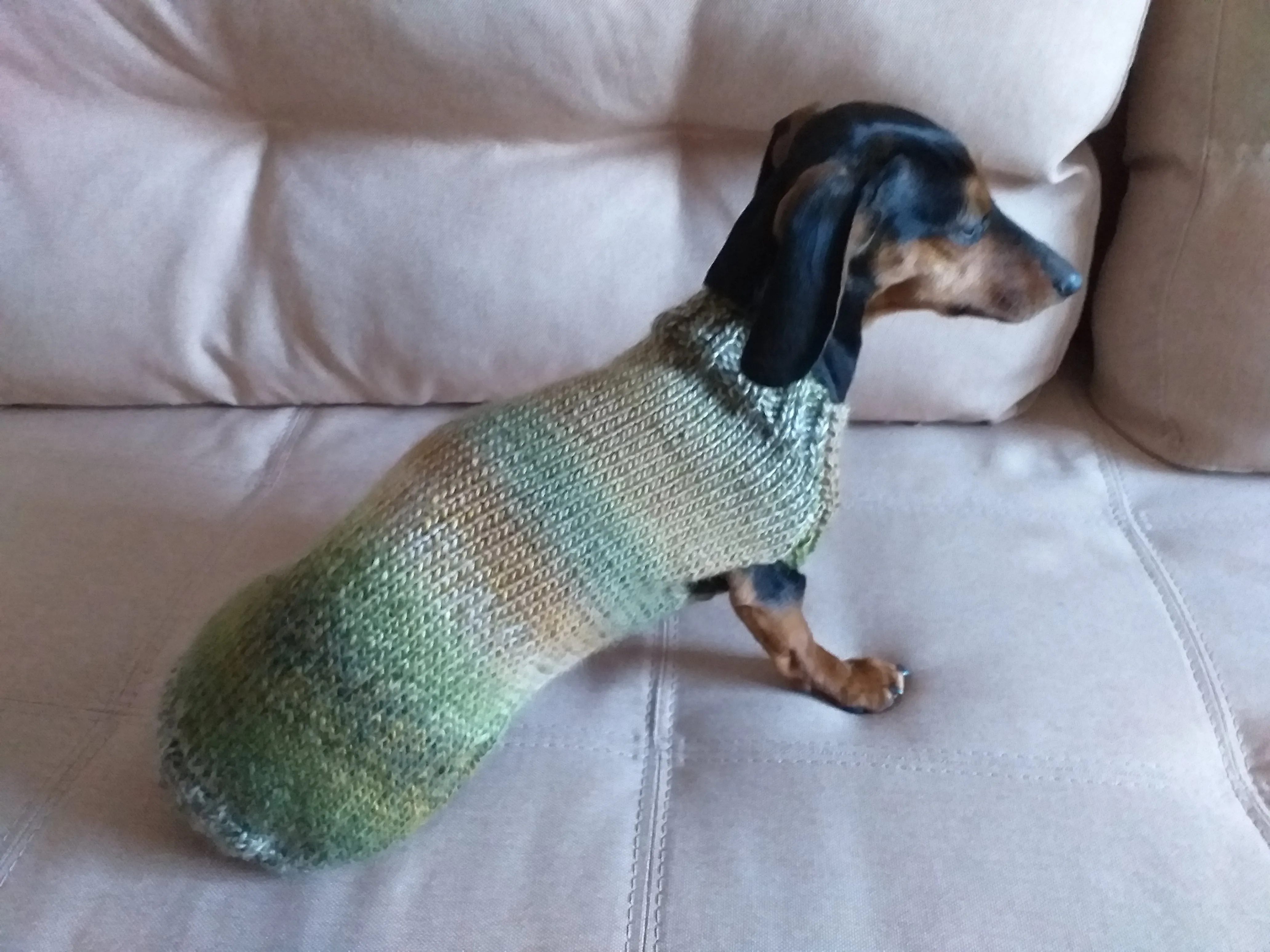 Warm coat for wiener dog, Miniature Dachshund Knitted Jumper, Dachshund clothes knitted sweater, wool sweater for dachshund or small dog