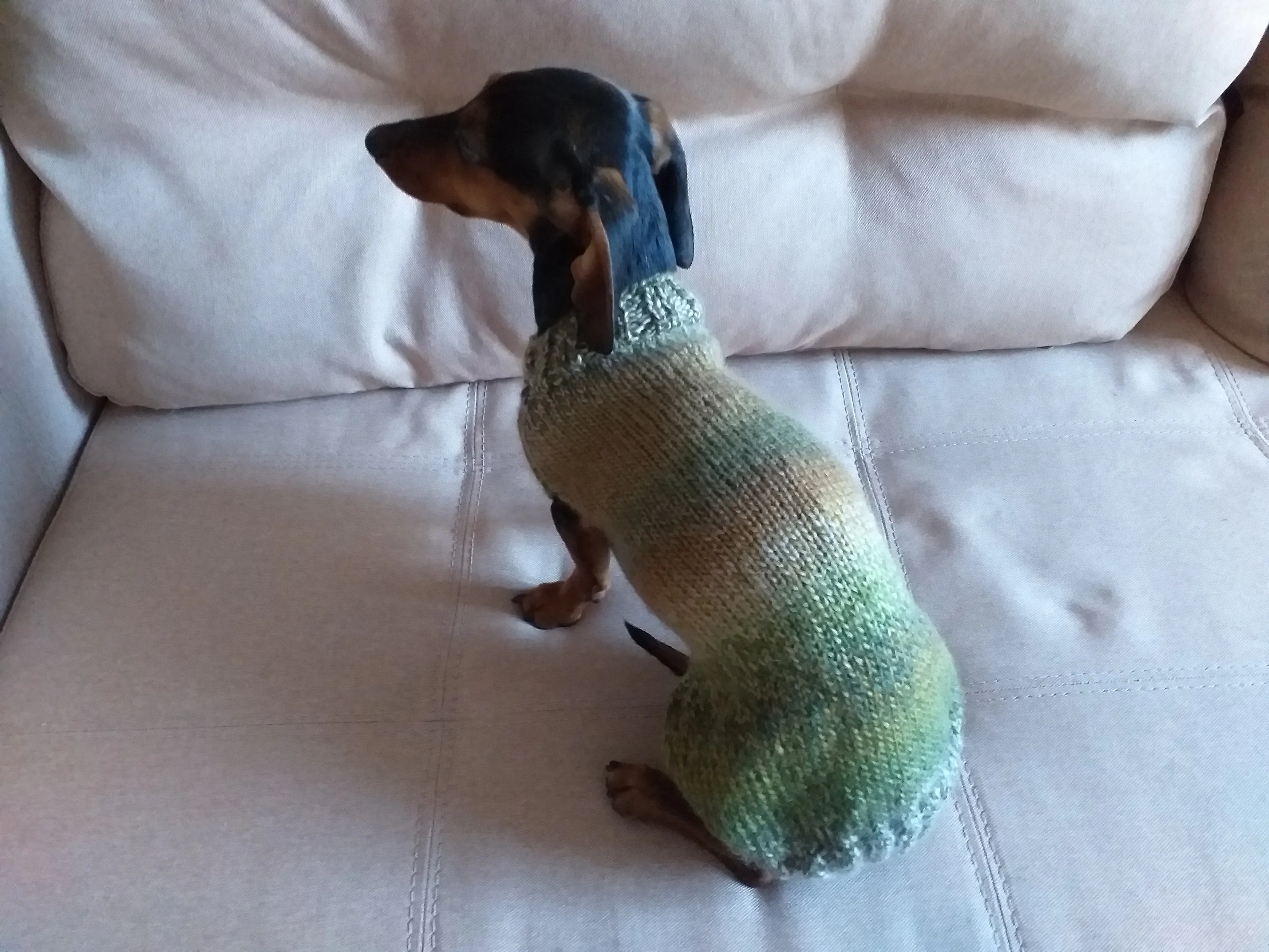 Warm coat for wiener dog, Miniature Dachshund Knitted Jumper, Dachshund clothes knitted sweater, wool sweater for dachshund or small dog